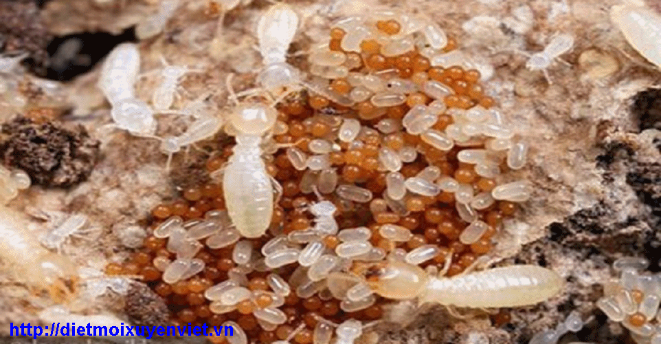 Diệt mối tận gốc